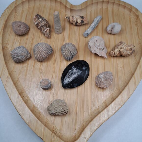 Orthoceras Ancient Aquatic Fossil Bundle, 86G - Picture 1 of 4